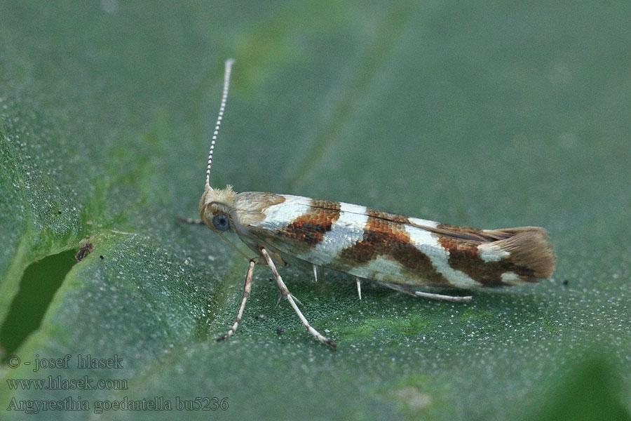 Argyresthia goedartella Molovka olšová Priadzovček jelšový