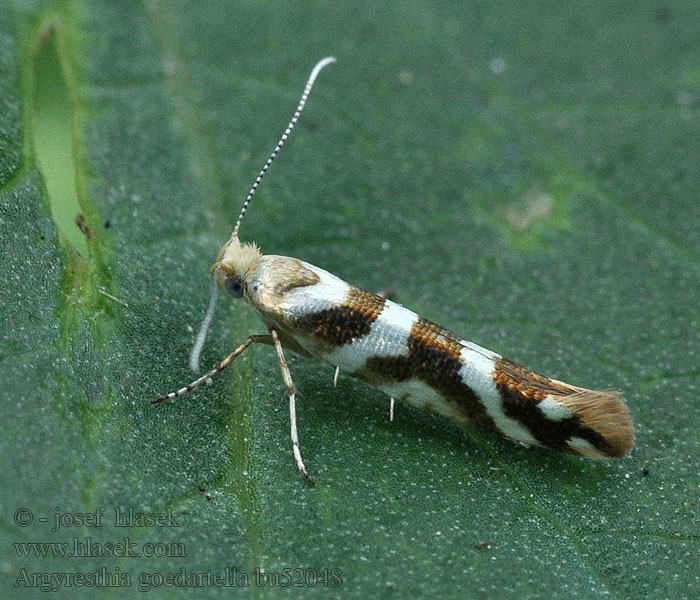 Argyresthia goedartella Berkenpedaalmot Égerbarka-aranymoly