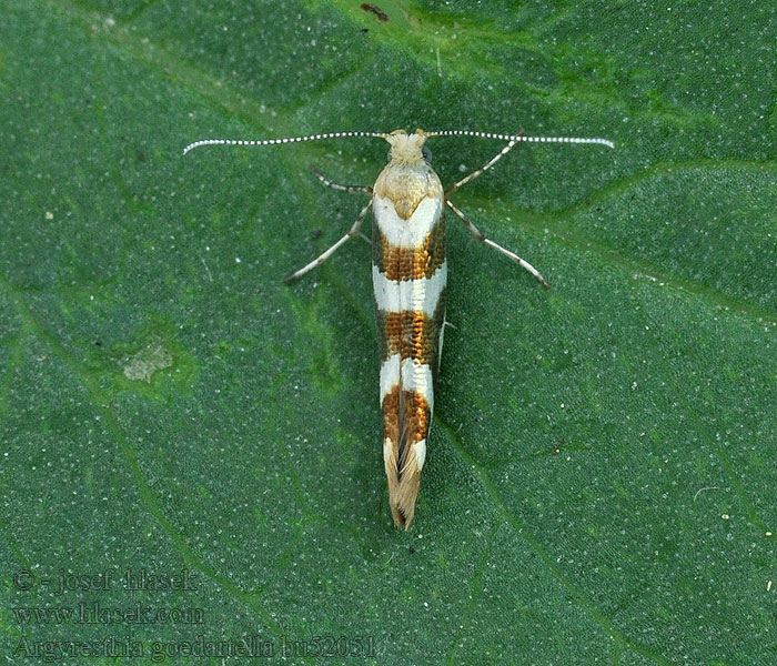 Argyresthia goedartella Valkojuovatarhakoi Alhängemal