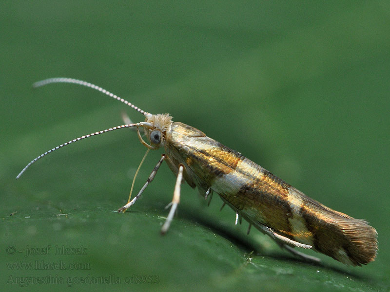 Argyresthia goedartella Oreblomstmøll Elleraklemøl