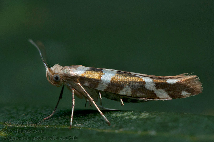 Molovka olšová Argyresthia goedartella