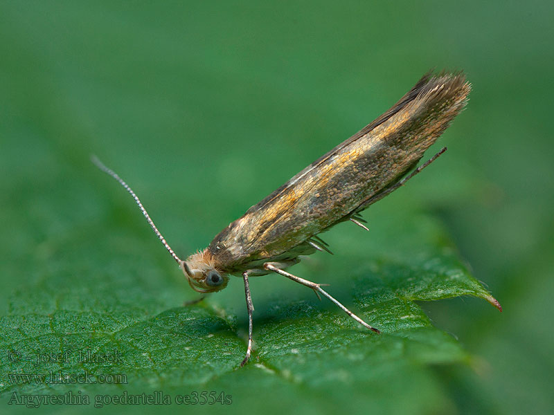 Argyresthia goedartella