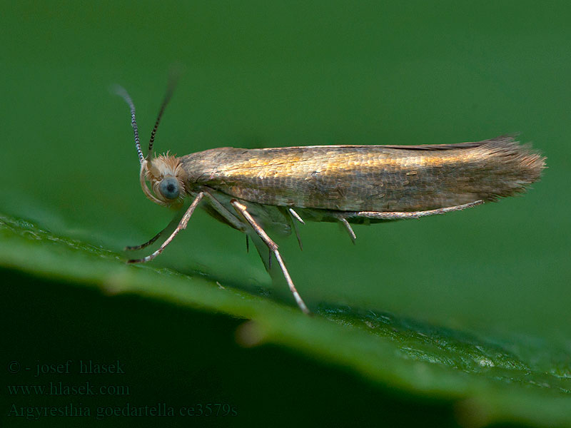 Oreblomstmøll Elleraklemøl Argyresthia goedartella