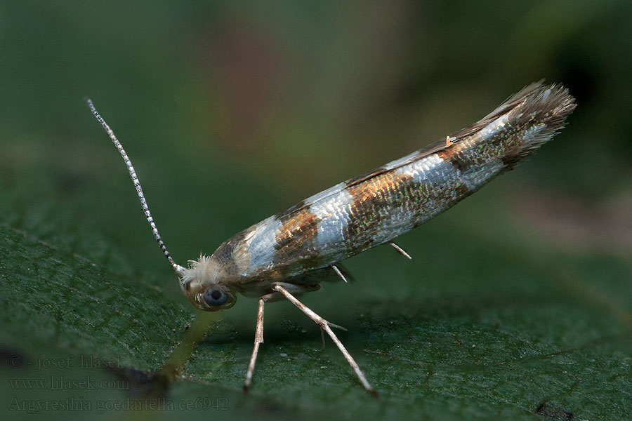 Priadzovček jelšový Argyresthia goedartella