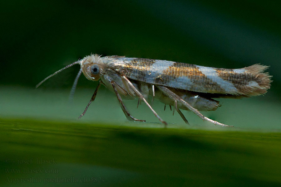 Berkenpedaalmot Argyresthia goedartella