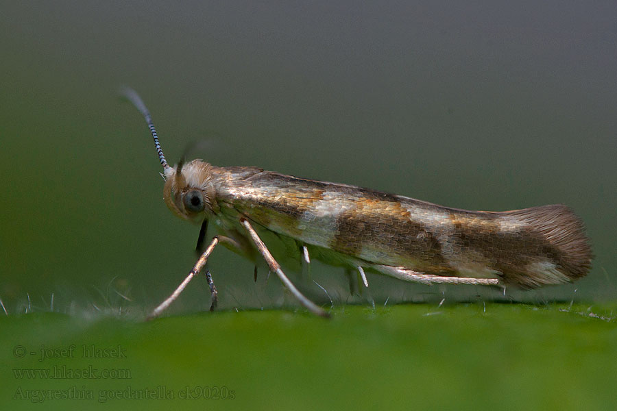 Argyresthia goedartella