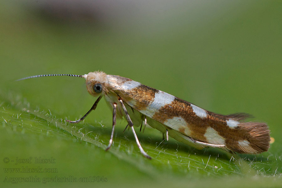 Argyresthia goedartella