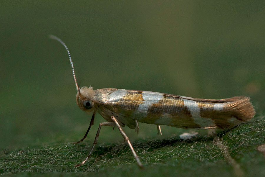 Argyresthia goedartella