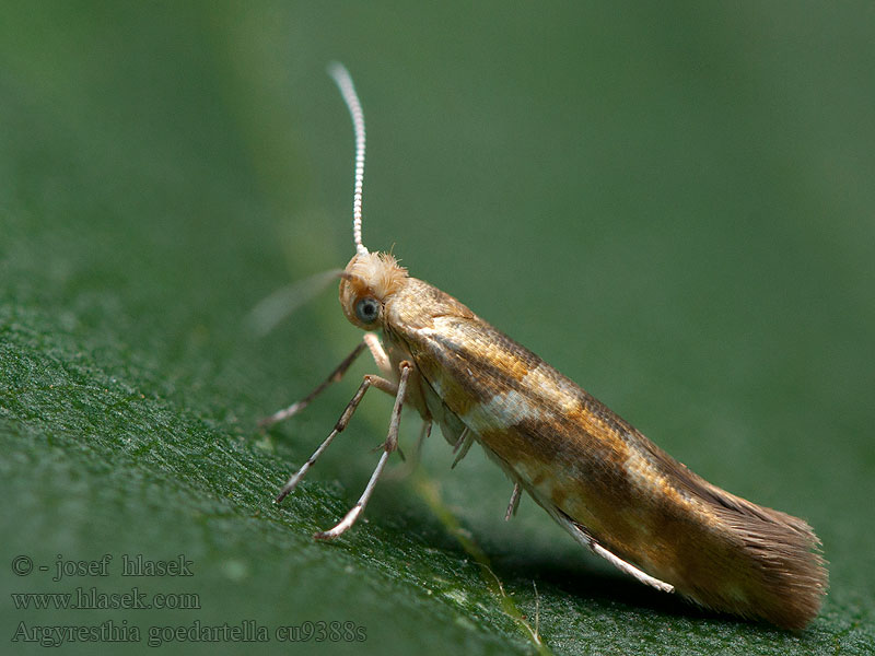 Argyresthia goedartella