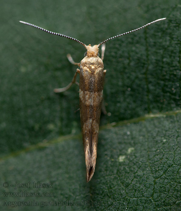 Argyresthia goedartella