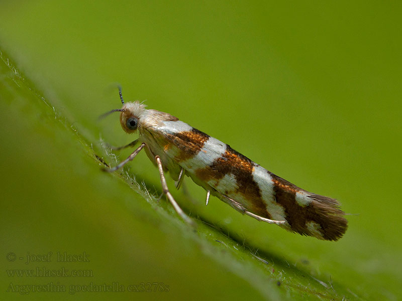 Berkenpedaalmot Égerbarka-aranymoly Argyresthia goedartella