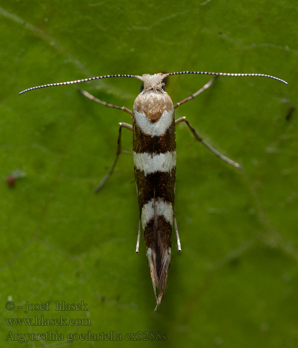 Molovka olšová Priadzovček jelšový Argyresthia goedartella