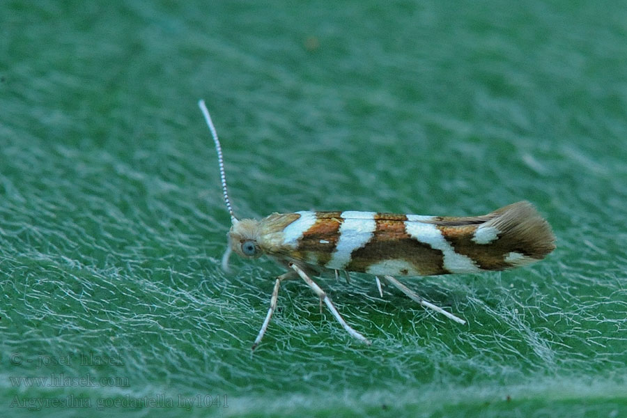 Égerbarka-aranymoly Argyresthia goedartella