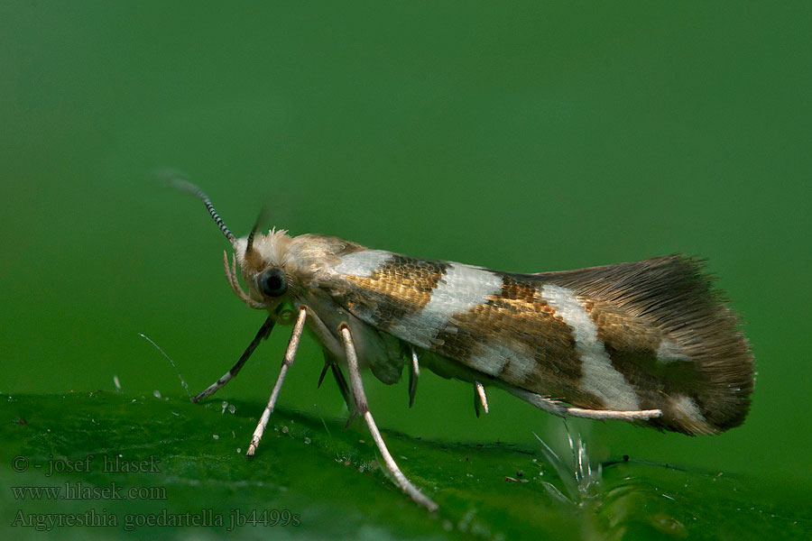 Argyresthia goedartella