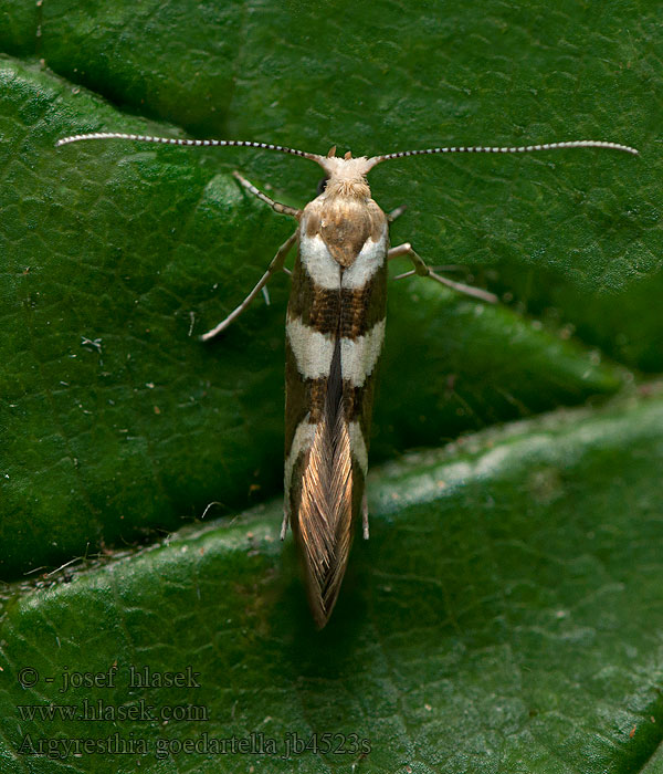 Argyresthia goedartella