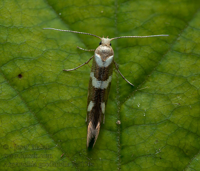 Valkojuovatarhakoi Alhängemal Argyresthia goedartella