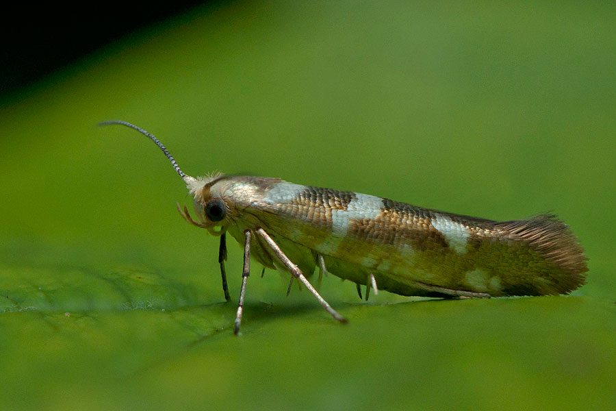 Berkenpedaalmot Égerbarka-aranymoly Argyresthia goedartella