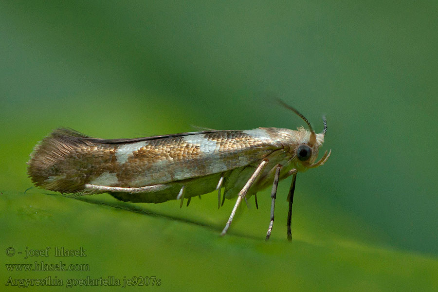 Priadzovček jelšový Argyresthia goedartella