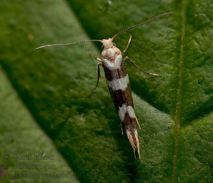 Molovka olšová Argyresthia goedartella