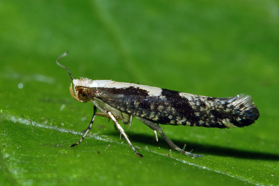 Argyresthia pruniella Molovka pupenová Kirschblütenmotte Körsbärsmal