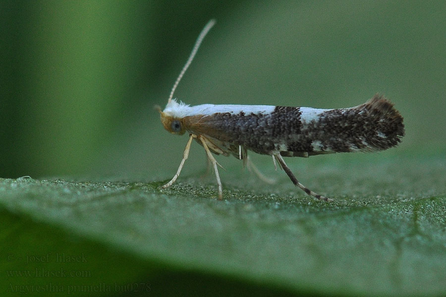 Argyresthia pruniella Cherry Fruit Moth Priadzovček púčikový