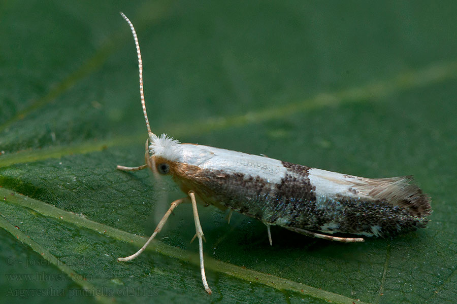 Argyresthia pruniella Teigne fleurs cerisier Вишнёвая побеговая моль