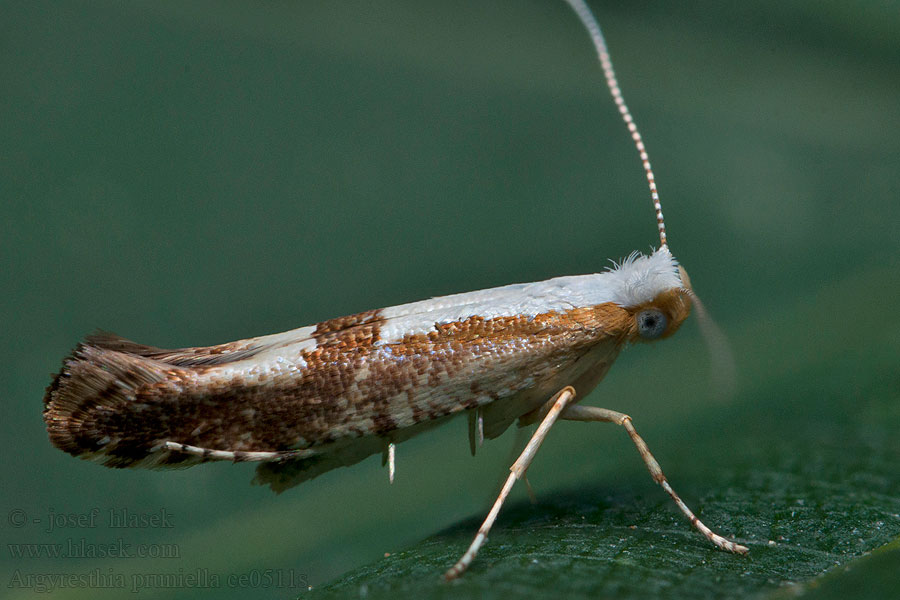 Argyresthia pruniella Kersenpedaalmot Meggyvirágmoly