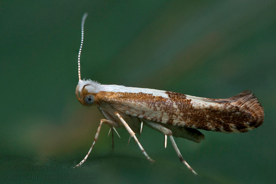 Argyresthia pruniella Kirsikkatarhakoi Kirsebærmøll