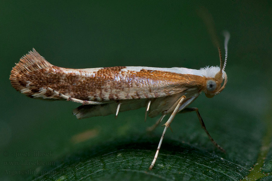 Molovka pupenová Argyresthia pruniella