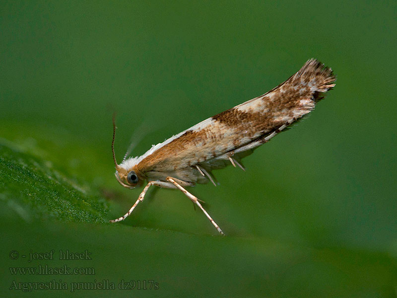 Cherry Fruit Moth Priadzovček púčikový Argyresthia pruniella