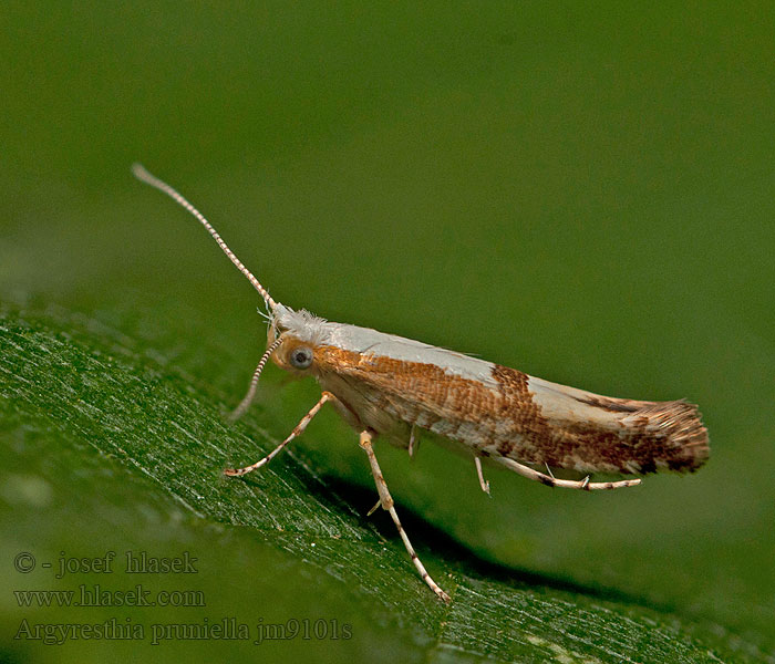 Molovka pupenová Kirschblütenmotte Argyresthia pruniella