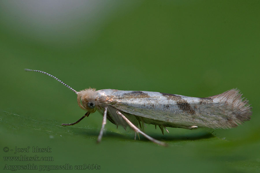 Argyresthia pygmaeella Priadzovček vŕbový Моль побеговая ивовая