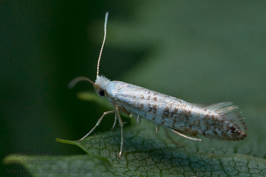 Argyresthia retinella Priadzovček brezový