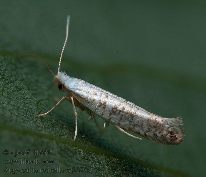 Argyresthia retinella Gevlekte pedaalmot