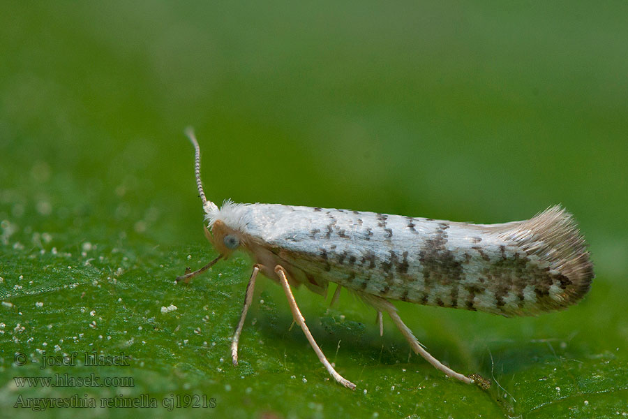 Argyresthia retinella Nyírfahajtás-aranymoly