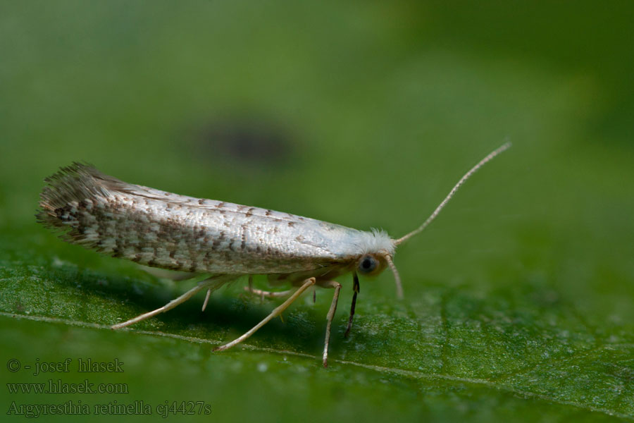 Argyresthia retinella Björkskottmal