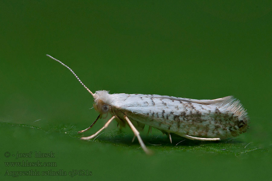 Argyresthia retinella Priadzovček brezový Gevlekte pedaalmot