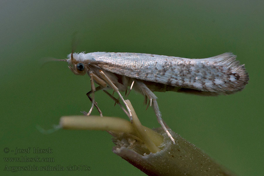 Argyresthia retinella Nyírfahajtás-aranymoly Björkskottmal