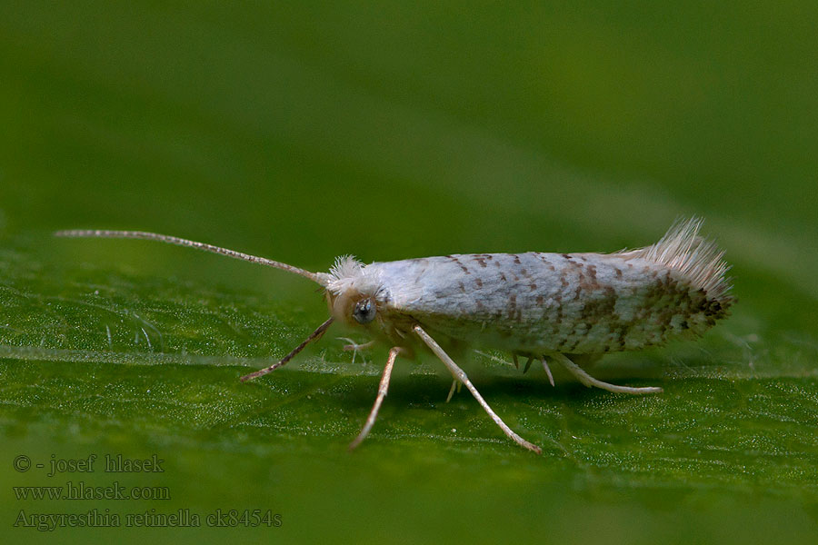 Priadzovček brezový Argyresthia retinella