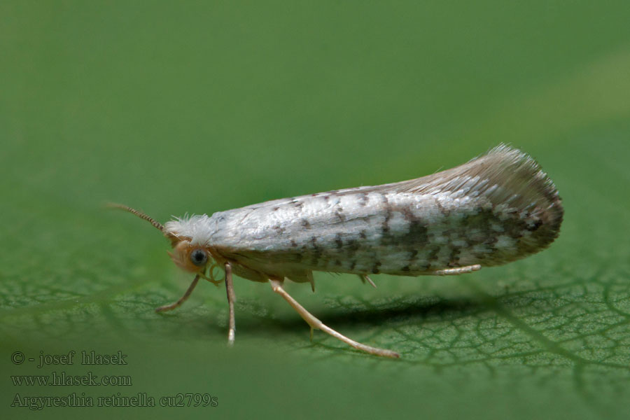 Gevlekte pedaalmot Argyresthia retinella