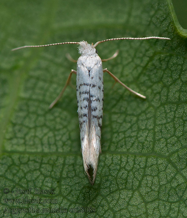 Nyírfahajtás-aranymoly Argyresthia retinella