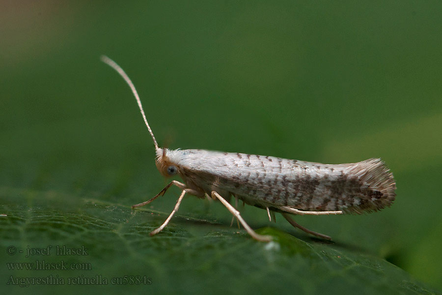 Björkskottmal Argyresthia retinella