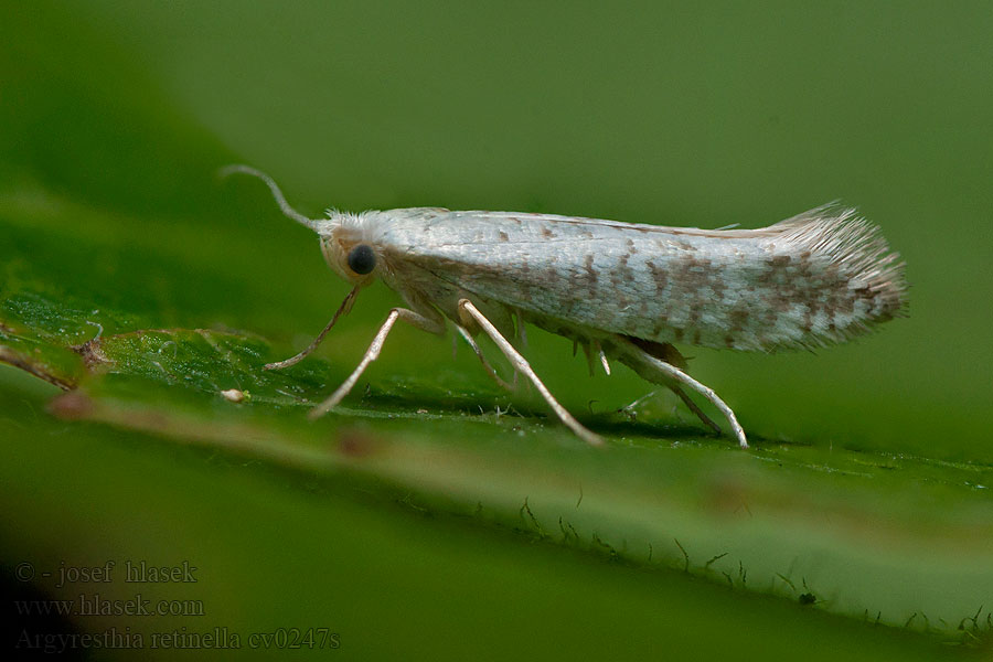 Argyresthia retinella