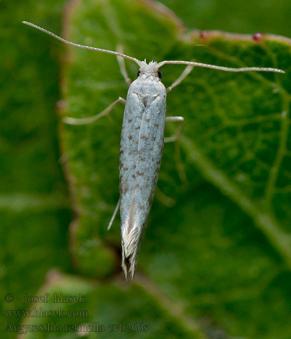 Argyresthia retinella