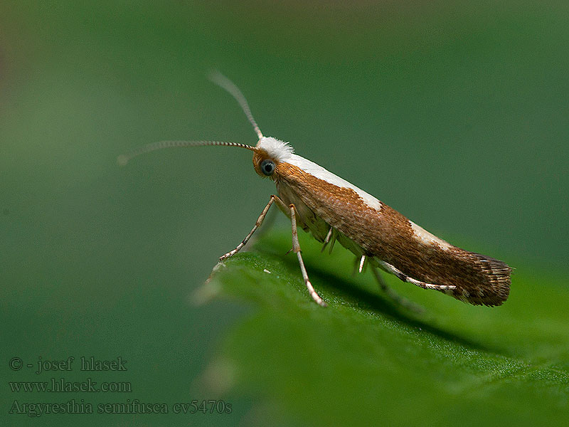 Argyresthia semifusca Priadzovček čremchový Okerbruine pedaalmot