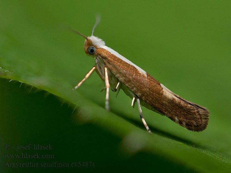 Argyresthia semifusca Májusfa-aranymoly Häggskottmal