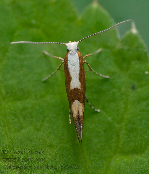 Priadzovček čremchový Argyresthia semifusca