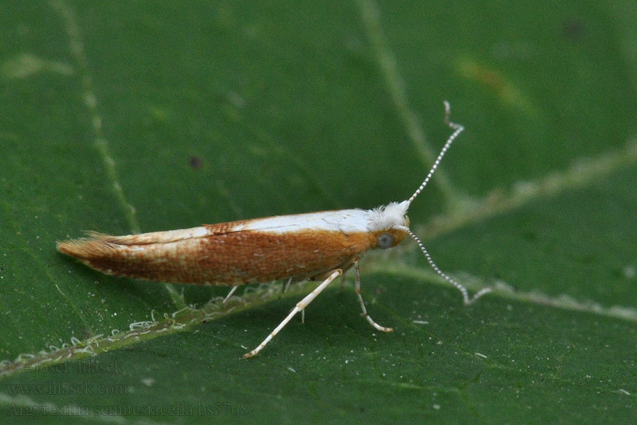 Argyresthia semitestacella Molovka Priadzovček bukový