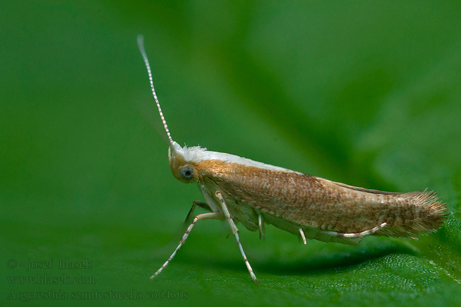 Argyresthia semitestacella Molovka Priadzovček bukový