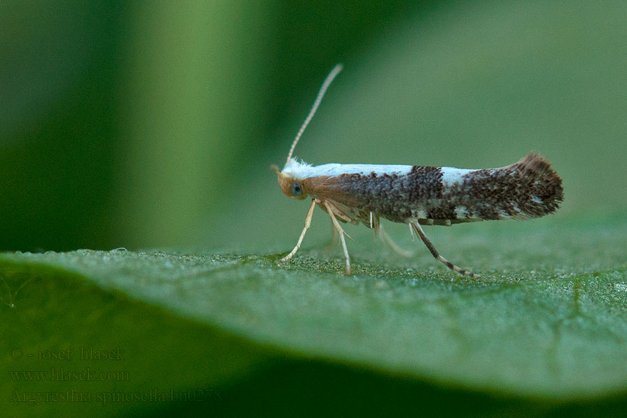 Argyresthia spinosella Molovka trnková Blackthorn Argent